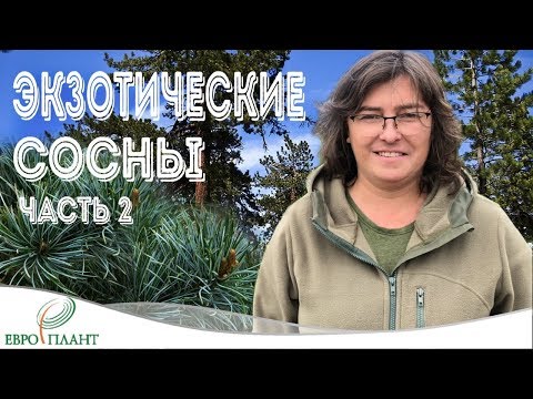 Видео: Экзотические сосны. Часть 2. Сосна желтая и мелкоцветковая