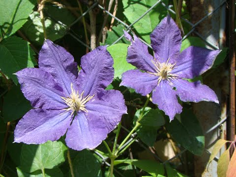 Видео: Клематисы. Саженцы. Опт-хоз