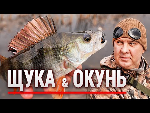 Видео: ЛОВЛЮ ОКУНЯ а КЛЮЮТь ЩУКИ!