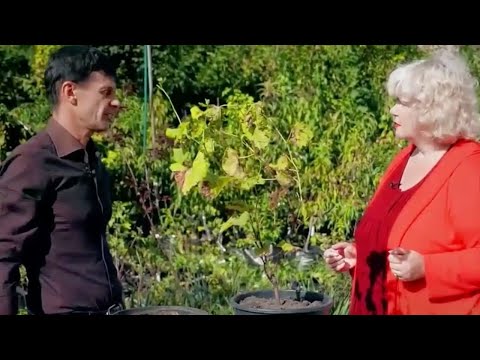 Видео: Сколько стоит виноградник и как сэкономить на его обустройстве