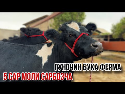 Видео: Гуночин бука чорное пестрие Сарбозча 18 сентября 2025 г.
