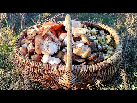 Видео: ЩЕДРИЙ ОСІННІЙ ЛІС 🌲 ЗБИРАЄМО ГРИБИ НА БУДЬ-ЯКИЙ СМАК 🍄‍🟫 ЗЕЛЕНУШКИ, БІЛІ, МАСЛЮКИ, ПІДБЕРЕЗНИКИ 🍄‍🟫
