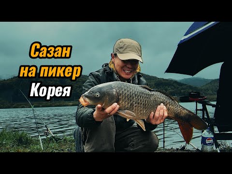 Видео: ОГРОМНЫЙ САЗАН на пикер #фидер #корея