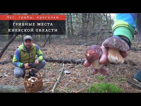 Видео: Грибные места в Киевской области. Поиск Белых грибов и не только!