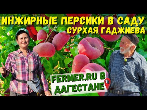 Видео: Персики|20 тонн с гектара|Первый получает всё, или ничего|В гостях у старейшего садовода села Чиркей