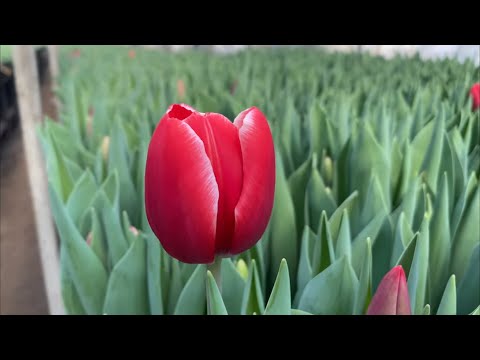Видео: Самый ранний сорт тюльпана созрел за три недели.