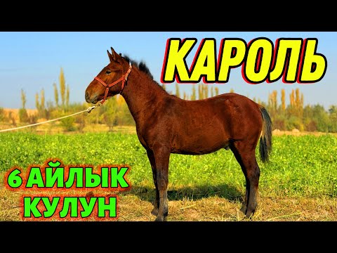 Видео: 6 АЙЛЫК КАЧОК КАРОЛЬ КУЛУН 🤯 #байтв 