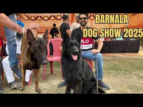 Видео: ВЫСТАВКА СОБАК В БАРНАЛЕ 2025 | БОЛЕЕ 100 СОБАК, В ТОМ ЧИСЛЕ БЕЛЬГИЙСКИЕ МАЛИНУА, ХАСКИ И НЕМЕЦКИ...