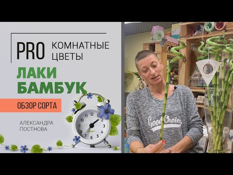 Видео: Лаки бамбук - это НЕ бамбук. Что же это такое? Давайте разбираться вместе. Необычная драцена.