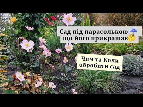 Видео: 🌧️Дощова осінь. Захищаємо свій сад! Осіння краса рослин🍁