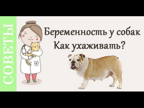 Видео: Беременность собак, как ухаживать? Советы ветеринара.