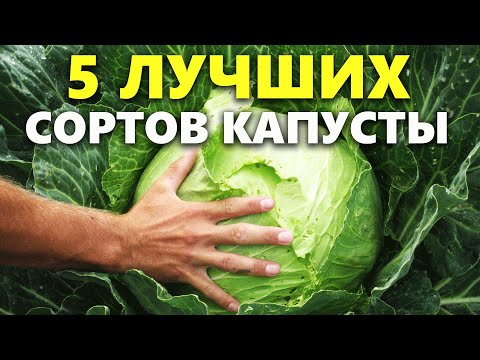 Видео: Лучшие сорта капусты: какой сорт капусты выбрать для посадки