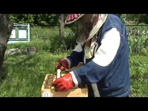 Видео: Видео №26. Альпийский улей. Расширение гнезда  и раздача маточников в отводки 25.05.2019 г.