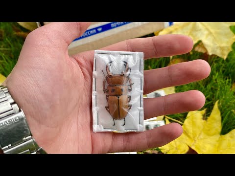 Видео: РАСПАКОВКА КОЛЛЕКЦИОННЫХ ЖУКОВ