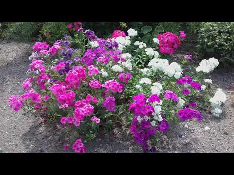 Видео: Флокс Друммонда на моем участке