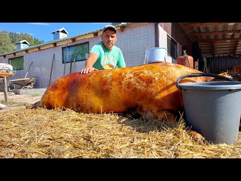 Видео: ТЮЛЕНЬ 190KG, САЛО ВПІКАЮ ДО ШКВАРКИ А ПОТІМ СОЛОМА