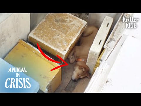 Видео: Потеряно Или Брошено? Собака с ошейником спрятана глубоко внутри бифарма l животное в кризис Ep 330