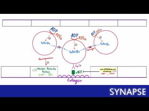 Видео: USMLE Step 1 - Первичный гемостаз