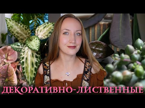 Видео: Декоративно-лиственные растения: обзор видов