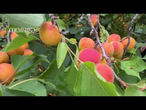 Видео: Казанда да абрикос үстереп була икән! Бакчачы Галишан Нуриәхмәттә кунакта
