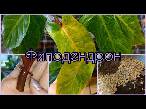 Видео: Через 4 дня НАЧАЛИ расти КОРНИ Филодендрона🌱Секрет в воде🌸Размножение🌱Грунт🌱Расписная Леди🌸Медуза