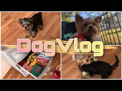 Видео: DogVlog: Уборка в комоде, прогулка, учим команды с Бубликом