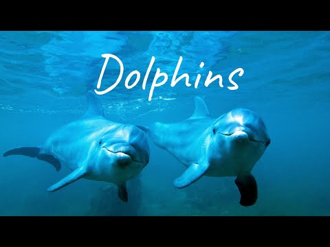 Видео: Лечебные звуки дельфинов |Therapeutic sounds of dolphins|