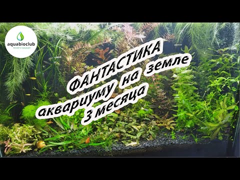 Видео: Аквариуму на земле 3 м. Просто прекрасный результат.