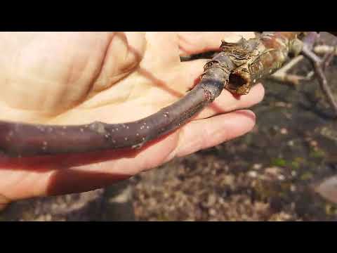 Видео: Щеплення дерев.