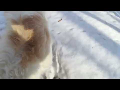 Видео: Выбор породы и плохое поведение. Русская псовая Борзая, колли, сеттер. Породы, похожие на борзых.