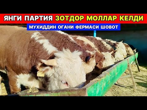 Видео: ЯНГИ ПАРТИЯ ЗОТДОР МОЛЛАР КЕЛДИ МУХИДДИН ОҒАНИ ФЕРМАСИ ХОНҚА 12-ноября 2025 г.