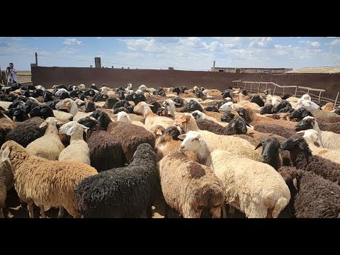 Видео: Как разводить овец в степи. Просто агроблог