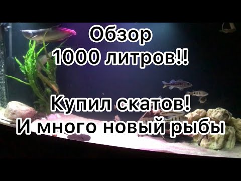 Видео: Обзор аквариума на 1000л. новые рыбы: Скаты моторо, тигровый окунь…