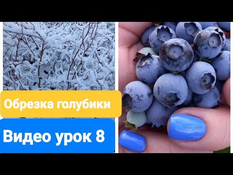 Видео: Обрезка загущеного куста голубики. Видеоурок 8