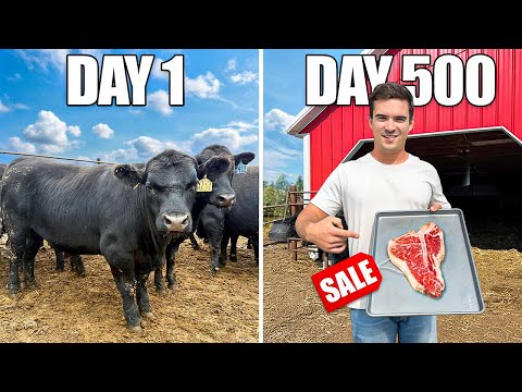 Видео: Я провел 500 дней, выращивая скот (стейк на продажу)