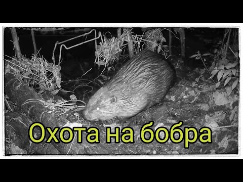 Видео: Охота на бобра + кадры с фотоловушки!