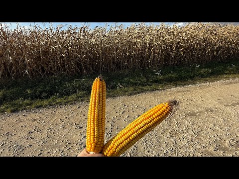 Видео: Кукурудза отримала десикацію😬🥶 Міряжм вологість‼️