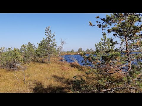Видео: С пакрафтом через Оршинский мох