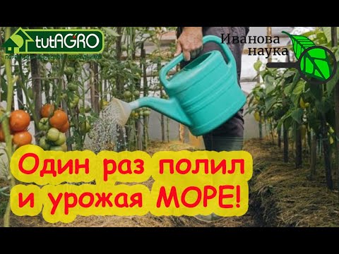 Видео: ПОЛИЛ 1 РАЗ И ТОМАТ УСЫПАН ЗАВЯЗЯМИ!