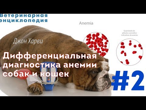 Видео: Дифференциальная диагностика анемии собак и кошек.Часть 2