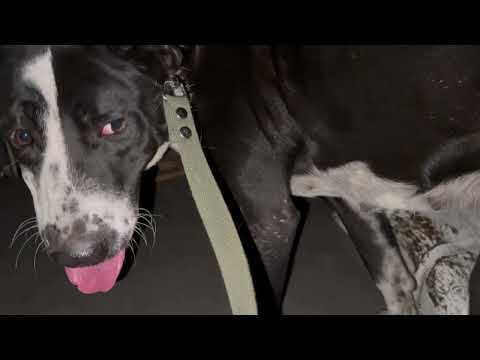 Видео: Подобрали алабая и привезли в ветклинику 