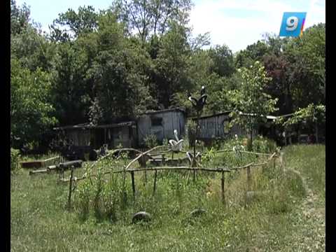 Видео: 17.07.13. Такая жизнь. Целебные нафталановые ванны