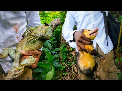 Видео: Охота на игуану в Сент-Винсенте