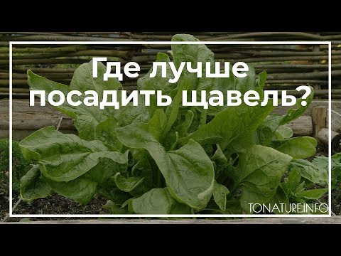 Видео: Где лучше посадить щавель? | toNature.Info