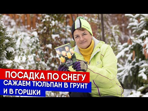 Видео: Посадка по снегу - сажаем тюльпан в грунт и в горшки