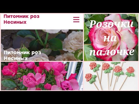 Видео: Шикарные розы на штамбе из питомника Несиных! 22 сентября 2023 г.