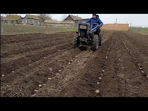 Видео: Посадка картоплі ❌це вам не лопатою Мотоблок це💪