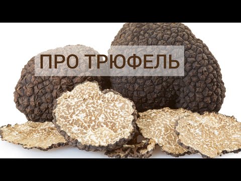 Видео: Про трюфель. Де росте, скільки коштує, як культивувати