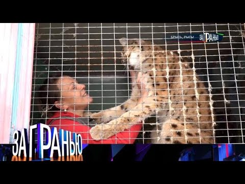 Видео: За гранью 2025 |  «Брысь, рысь!» Full HD