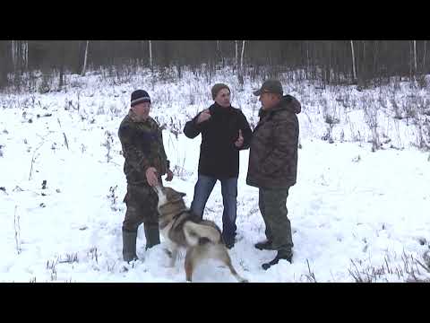 Видео: "Клуб охотников и рыболовов" выпуск 120 Западно-Сибирская Лайка часть 1, продолжение следует...